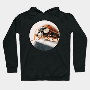 Ladybug Macro Circle Photograph Hoodie